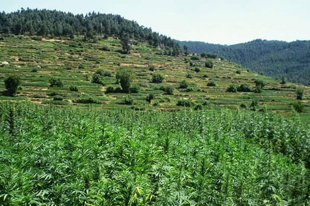 Cannabisfelder im Ketama-Gebirge, ein Aspekt des Tourismus in der Region.