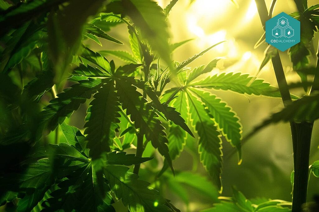 Das Vermeiden von direktem Licht bewahrt die Cannabinoide in den Blüten.