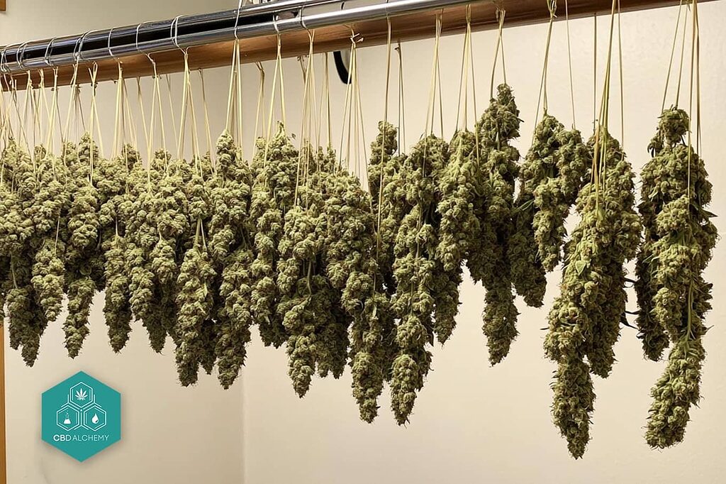 Marijuana buds hung in a controlled environment.