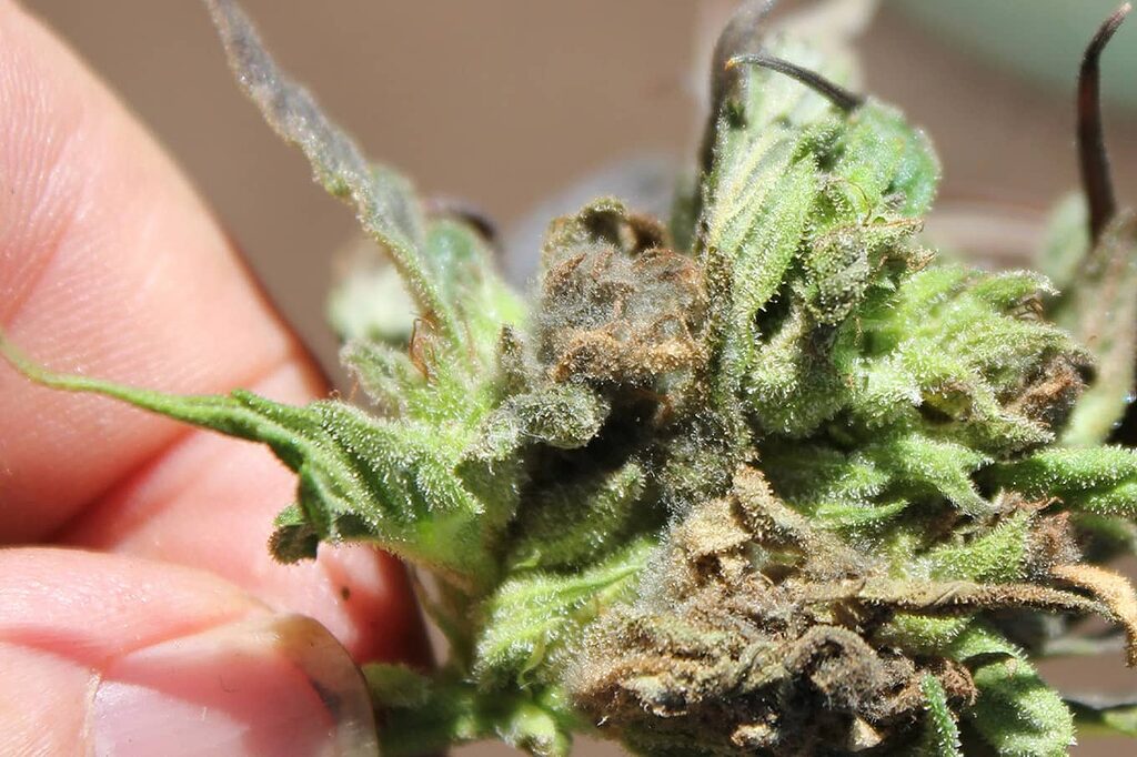 Consequences of high humidity: mold on marijuana flowers.