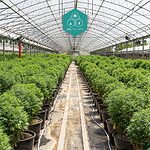 Cáñamo en flor: la fuente de nuestro aceite CBD.