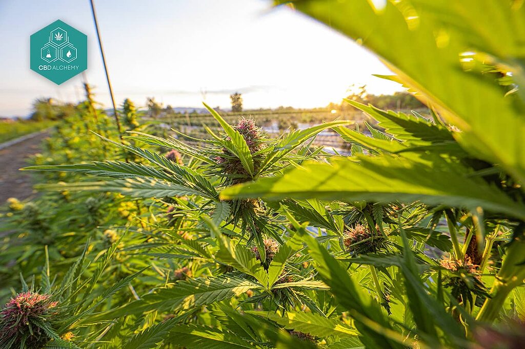 Mejora tu salud con CBD: una opción natural.
