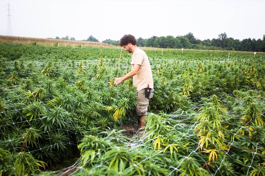 Cultivo de cáñamo: cuidando el medio ambiente.
