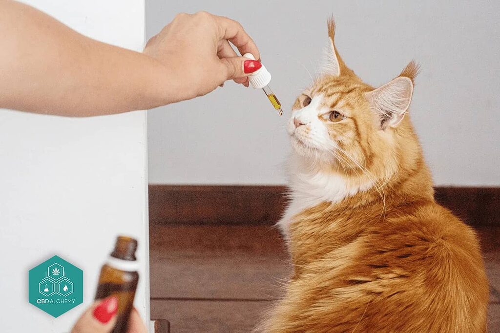 Aceite CBD para mascotas: bienestar para tus compañeros.