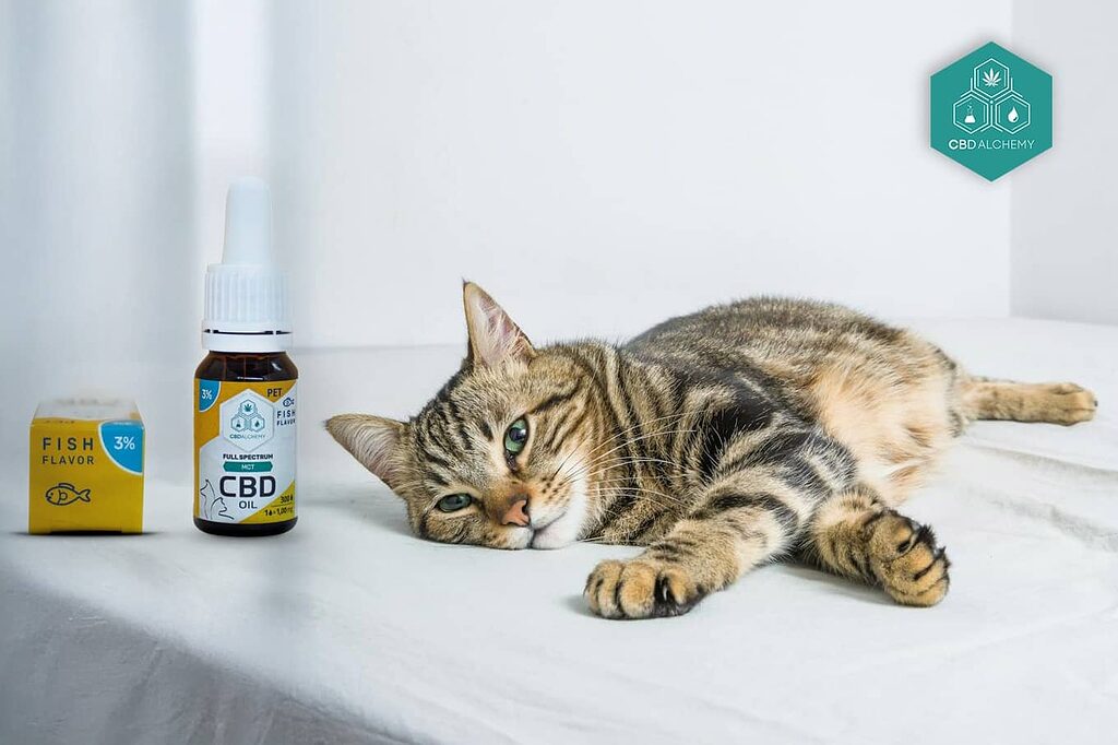 Aceite CBD para mascotas ansiosas: calma y bienestar.
