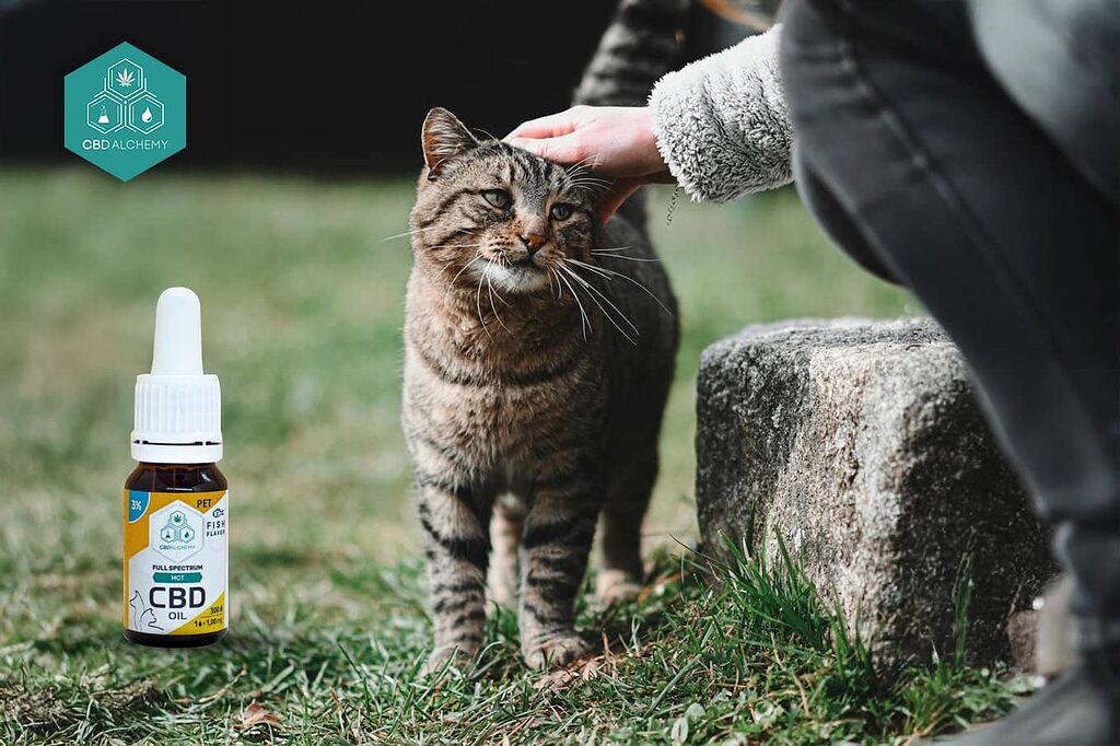 CBD en medicina veterinaria: salud para tus animales.