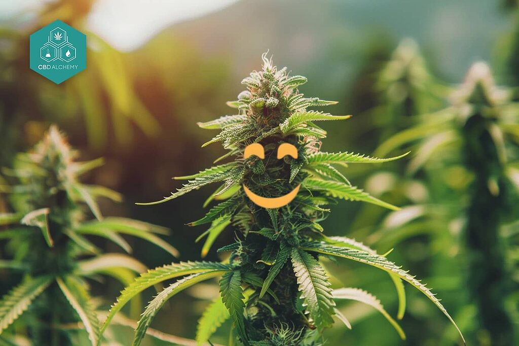 CBD-rich hemp buds define our premium CBD flowers.