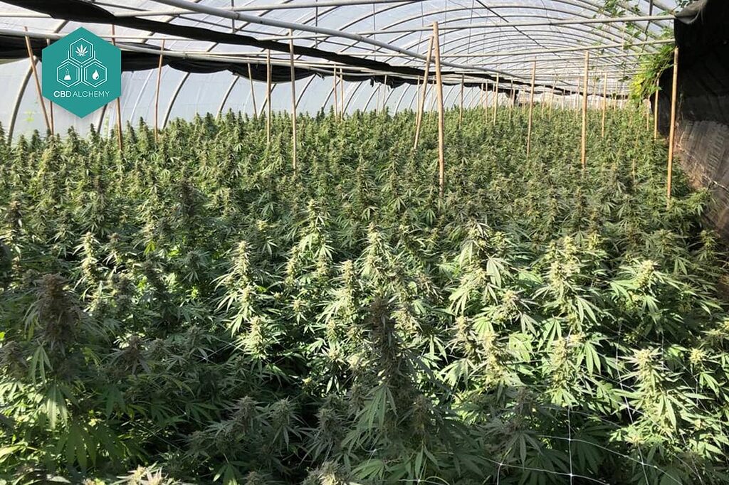 Organic cultivation guarantees premium CBD flowers free of harmful pesticides.