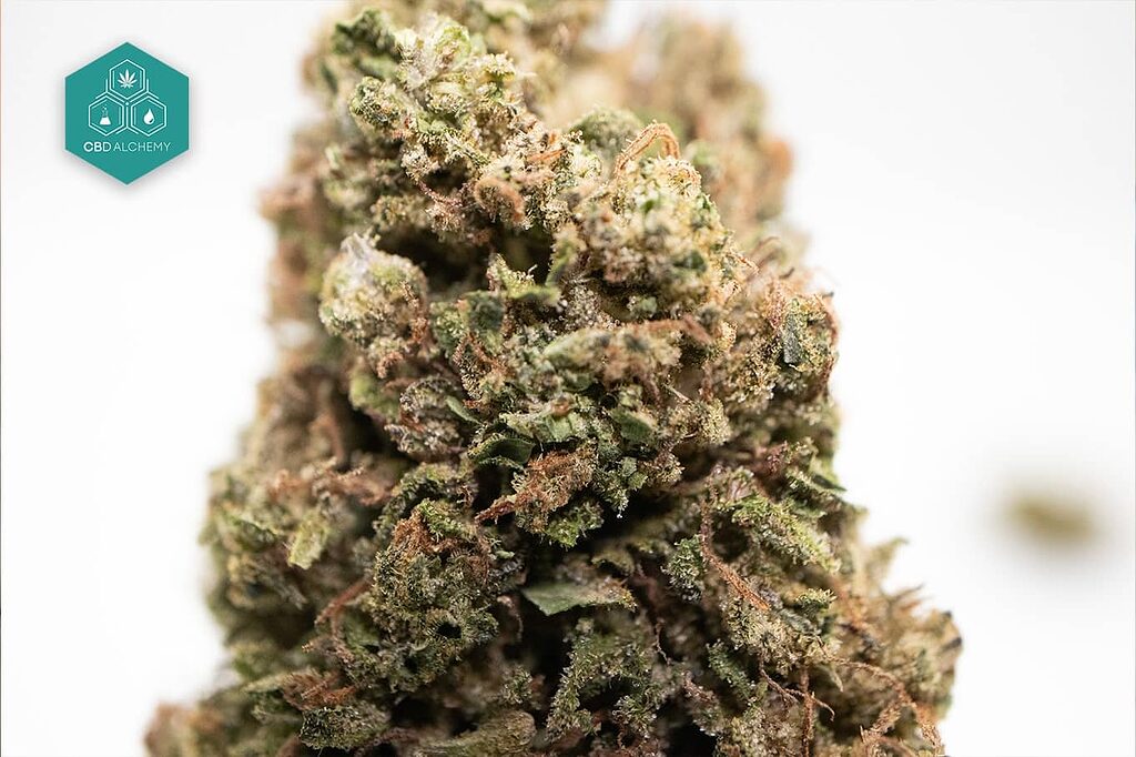 CBD Gelato flowers with fruity aroma and legal THC less than 0.3%.