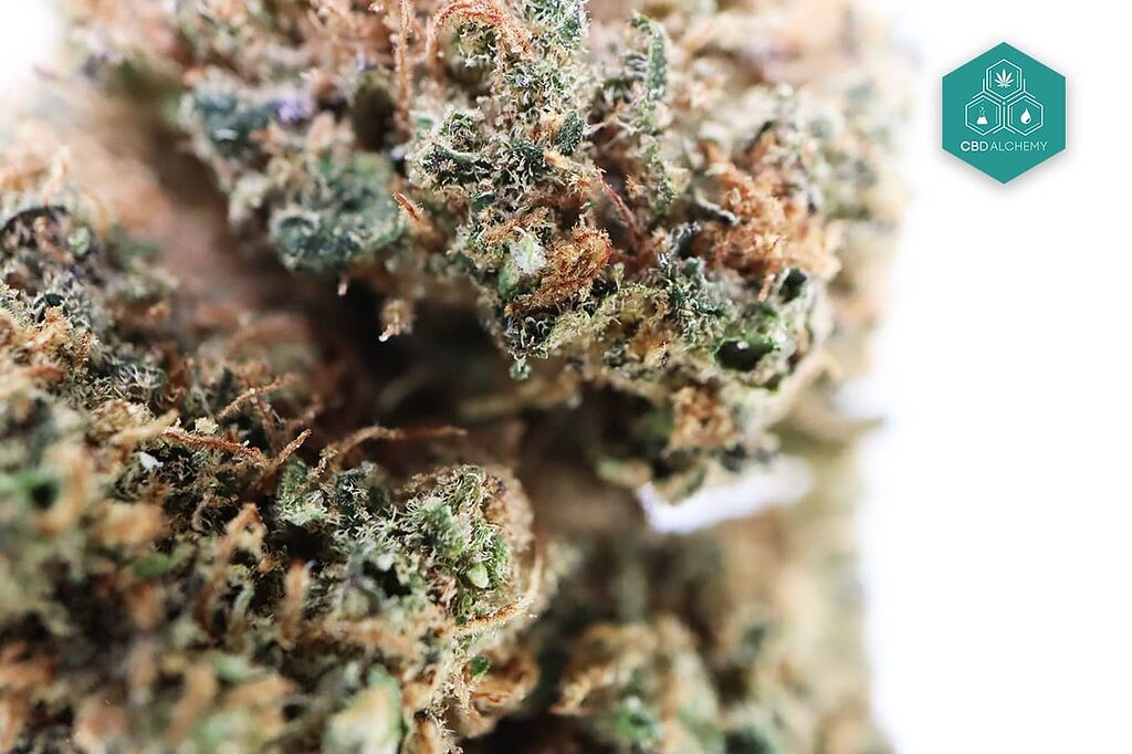 Sativa CBD flower varieties known for their daily stimulating effects.