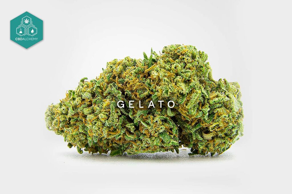 Gelato CBD flowers with a fruity aroma and legal THC under 0.3%.