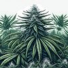 Illustration einer Cannabispflanze mit Blättern und Knospen