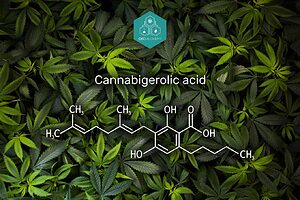 Die molekulare Struktur von CBGA: Die Vorstufe der wichtigsten Cannabinoide.