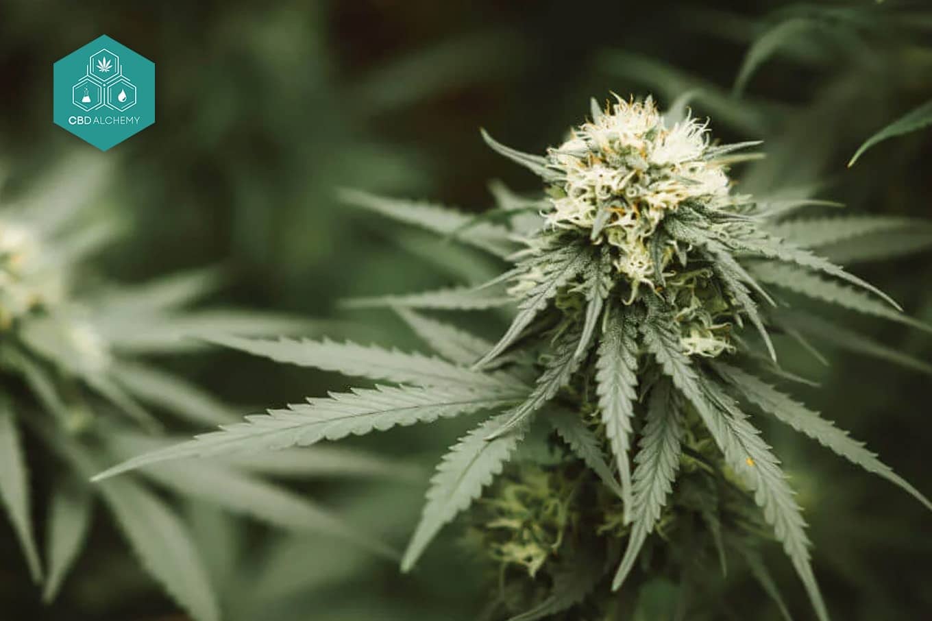 Bedeutung von Sativa: Wirkungen, Vorteile & Beliebte Sorten