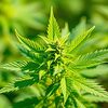 Bild einer Cannabis sativa Pflanze, die Cannabidiol repräsentiert.