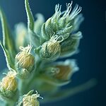 A close-up of a ruderalis weed plant showcasing its unique features.