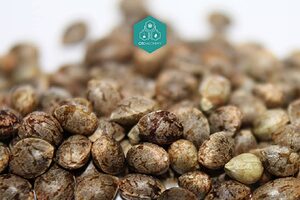 Feminisierte Premium-Cannabissamen mit dunklen, prallen Eigenschaften sind ideal für eine erfolgreiche Keimung und ein robustes Pflanzenwachstum.
