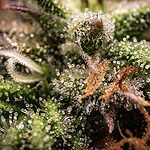 Premium CBD-Hanfblüten aus Indoor-Anbau mit sichtbaren Trichomen und kristalliner Struktur.