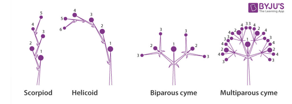 I quattro tipi principali di infiorescenze Cimose. (diagramma tratto da Byju's Learning).