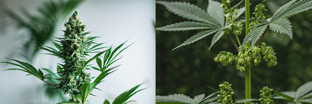 La Cannabis femmina (a sinistra) ha un'infiorescenza a racemo. Le piante maschili (a destra) hanno grappoli di sacchi pollinici cimosi.