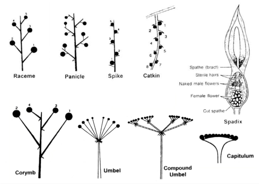 Gli 8 tipi di infiorescenza Racemosa (diagramma tratto da Byju's Learning).