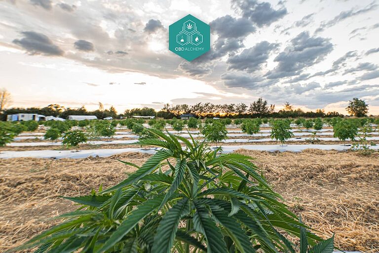 Germogli di marijuana coltivati all'aperto: qualità naturale e senza pesticidi.