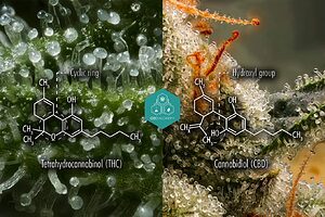 Molecular structure comparison of CBD and THC compounds.