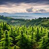 Un'immagine di diverse piante di cannabis in un ambiente naturale.