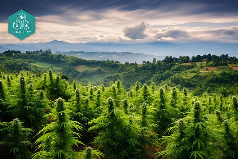 Un'immagine di diverse piante di cannabis in un ambiente naturale.