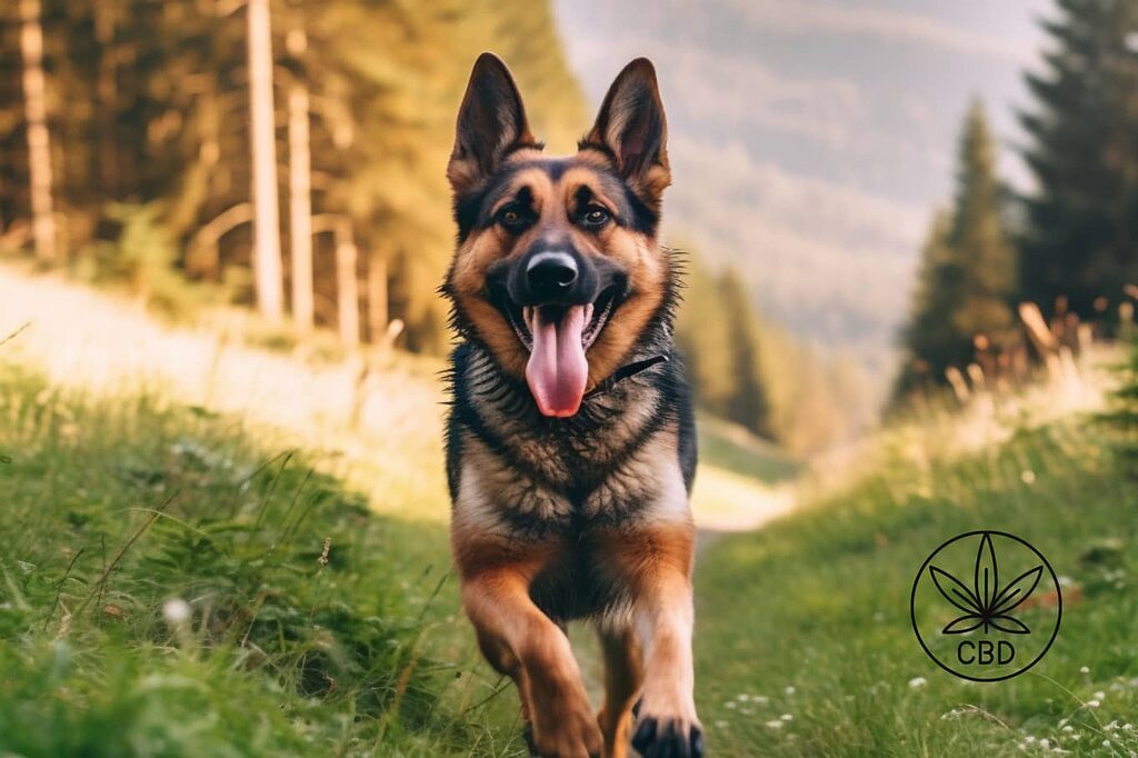 CBD oil can improve your dog's quality of life.