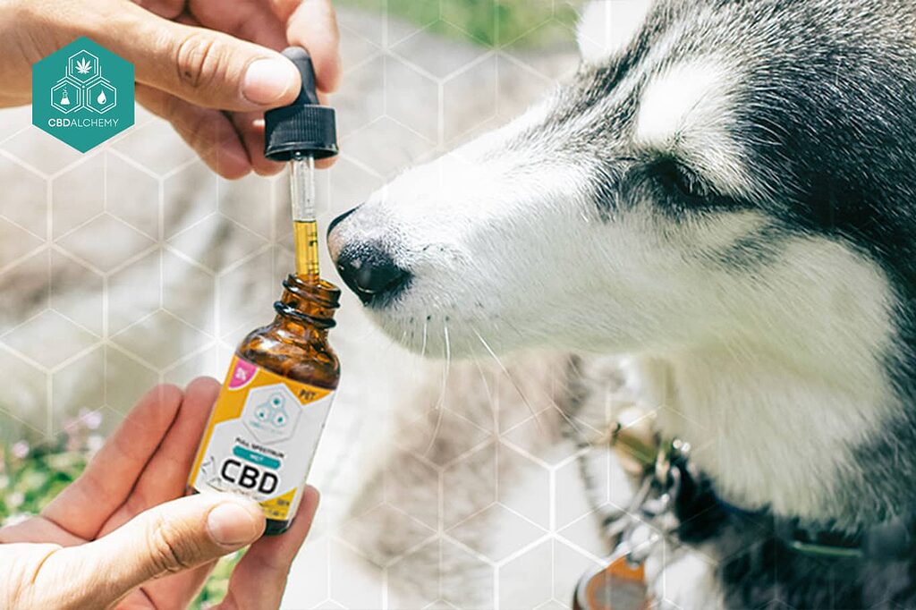 CBD para mascotas: Cómo pueden beneficiarse sus amigos peludos de este remedio natural.