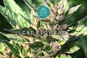 Discover the wonders of CBD hemp flowers for 2023.