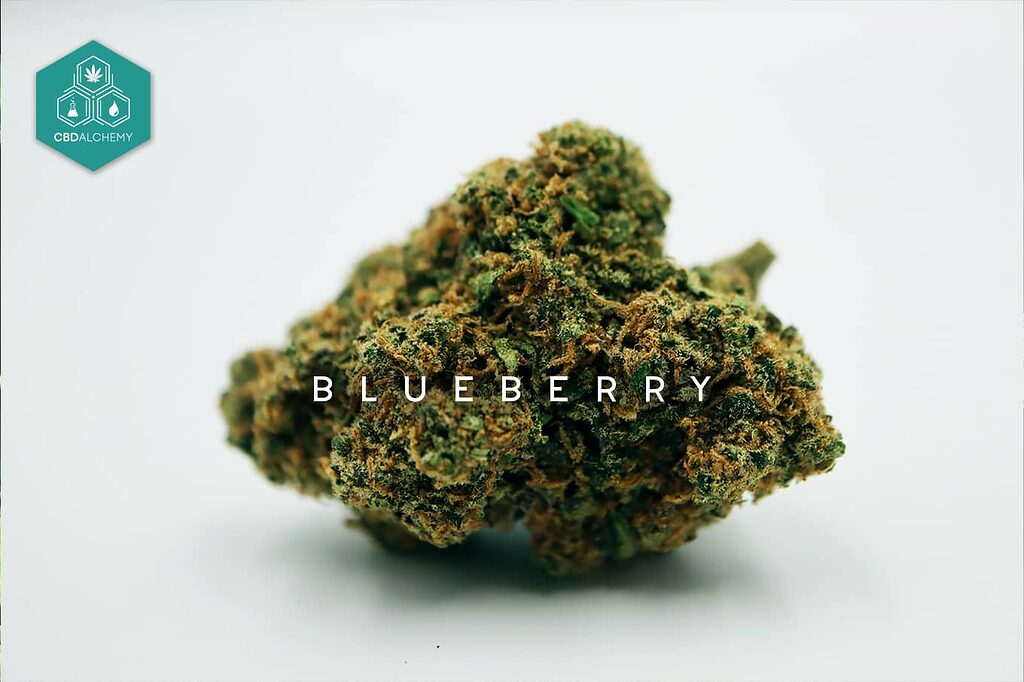 Blueberry CBD flower: Your go-to for post-work relaxation and stress relief.