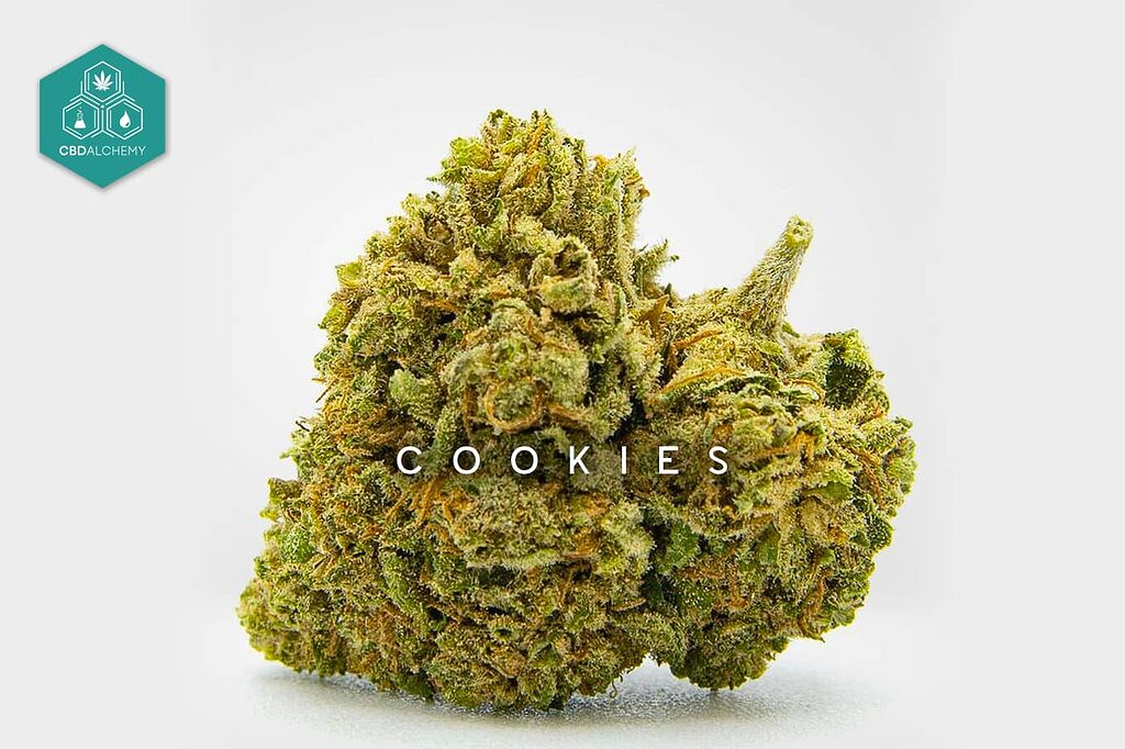 Relájese y encuentre la claridad con los sabores terrosos de la variedad de cáñamo CBD Cookies.