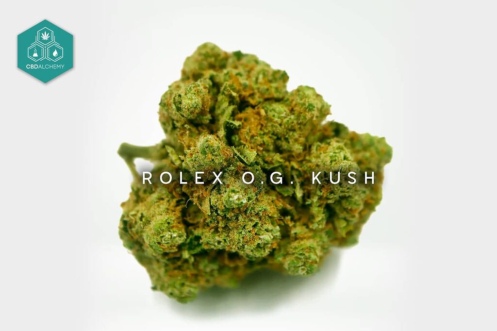 Experience the traditional essence of Rolex OG Kush for deep relaxation.