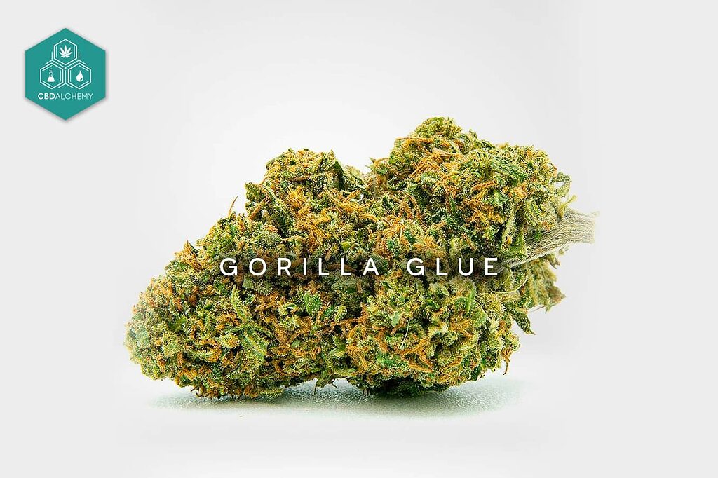 Gorilla Glue: Eine starke CBD-Sorte für alle, die eine tiefe Entspannung mit erdigen Aromen suchen.