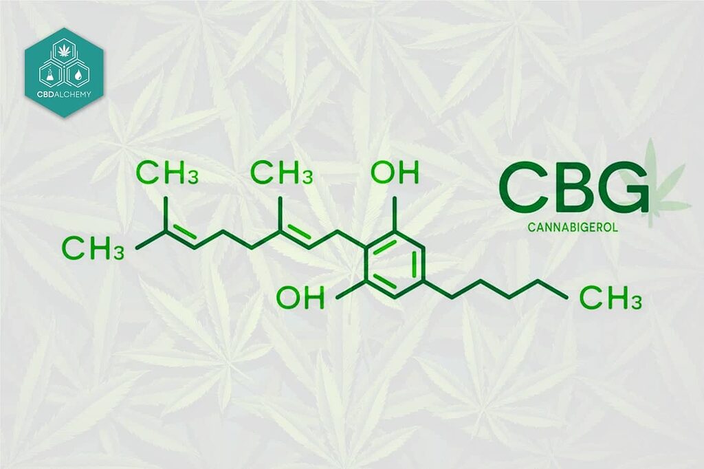 Si immerga nel mondo del CBG, il cannabinoide che sta ridisegnando la narrativa sulla cannabis.
