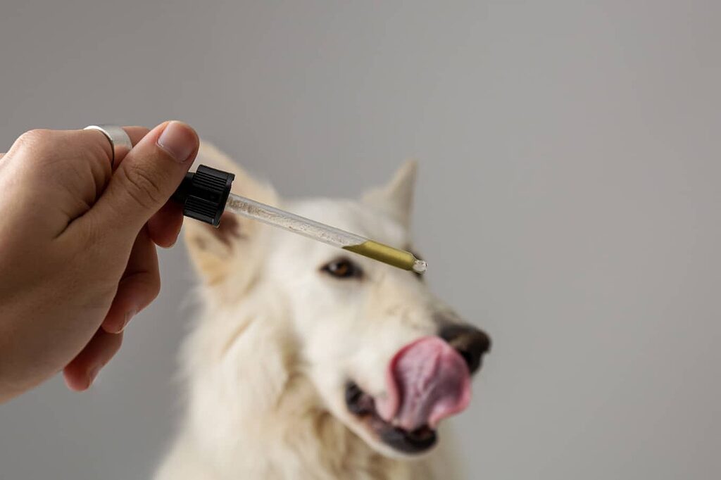 Commencer doucement : la clé pour trouver le dosage idéal d'huile de CBD pour votre chien