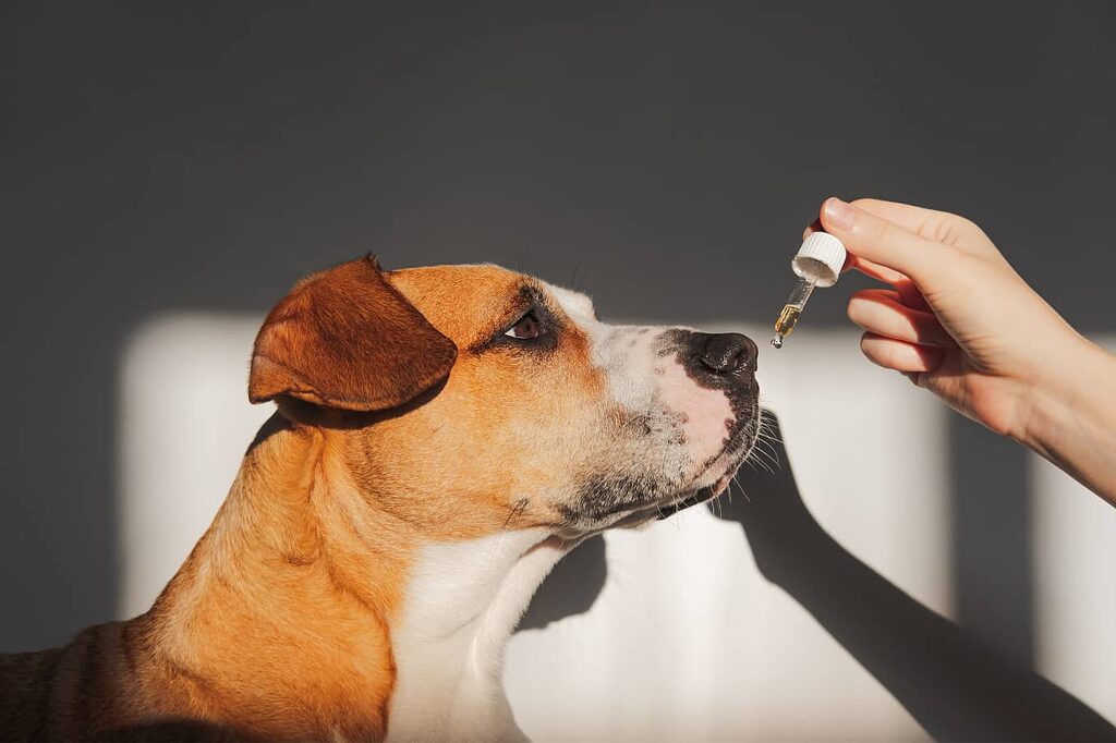 Mögliche Vorteile von CBD-Öl für Hunde: Von verbesserter Stimmung bis zu besserem Schlaf
