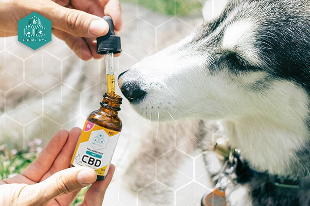 El aceite de CBD para perros de CBD Alchemy abraza la esencia transformadora del cannabidiol, promoviendo un enfoque holístico de la salud. 