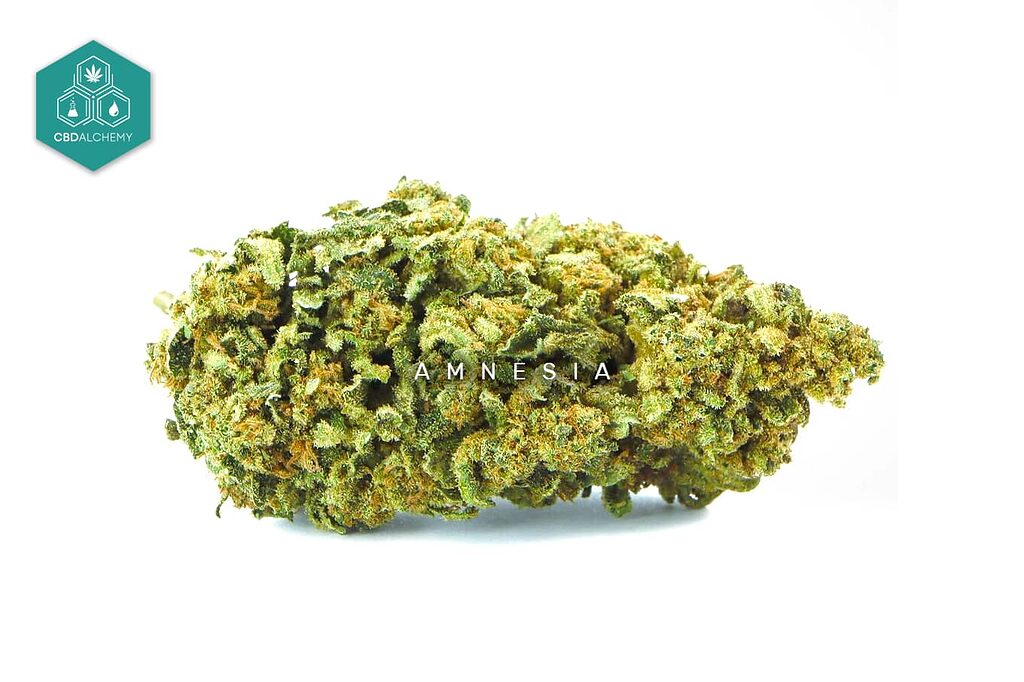 Amnesia CBD: clarity and energy in every flower, ideal for your day in Barcelona.