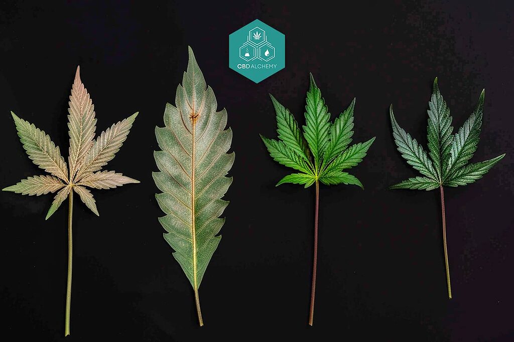 Las diferencias morfológicas de una hoja de cannabis de las variedades de hierba Sativa, Indica y Ruderalis.