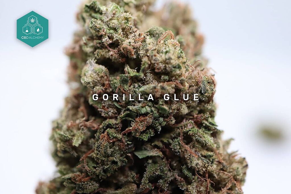 Exploring different types of weed names: Gorilla Glue