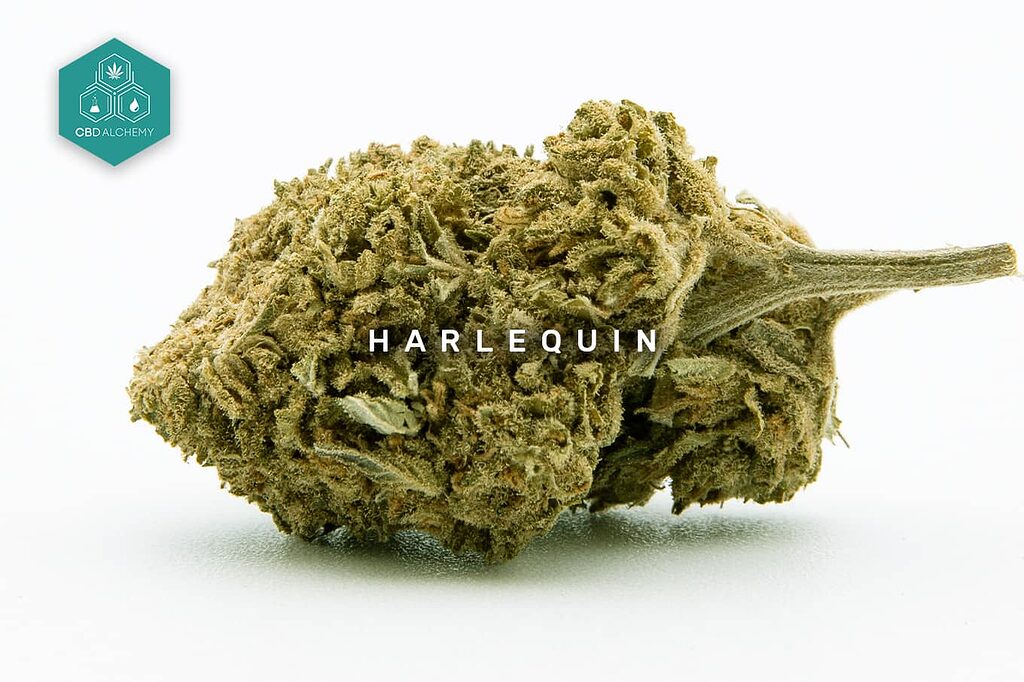 Harlequin: Elevate your wellness journey with clarity. A CBD-rich strain ideal for enhancing your day. 