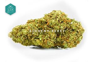 Discover the natural sweetness of Alchemy Berry CBD Flowers, with hints of raspberry and a high CBD content, a variety without equal for those seeking hemp flowers of the highest quality.