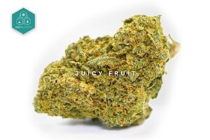 Experience the exotic tropical flavor of Juicy Fruit CBD Flowers, a premium selection of indoor cbd flowers that promises a unique experience and beneficial effects.