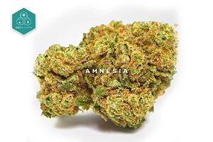 Revitalize your day with Amnesia CBD Flowers, hemp flowers that stand out for their fresh aroma and energizing effects, an ideal choice to buy cbd flowers online.