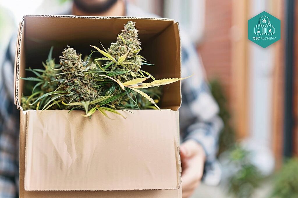 Fast, reliable CBD shopping: from our store to your door.