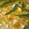 Cannabis Resins: Explore the variety and make informed choices.