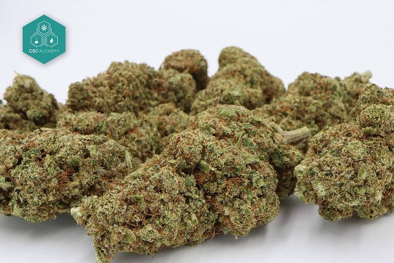 Lush CBD flower buds from CBD Alchemy's premium collection.